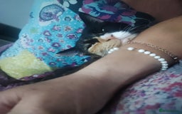 Domestic Shorthair cats for sale: 2-year-old female cat with a beautiful calico coat - Image 4