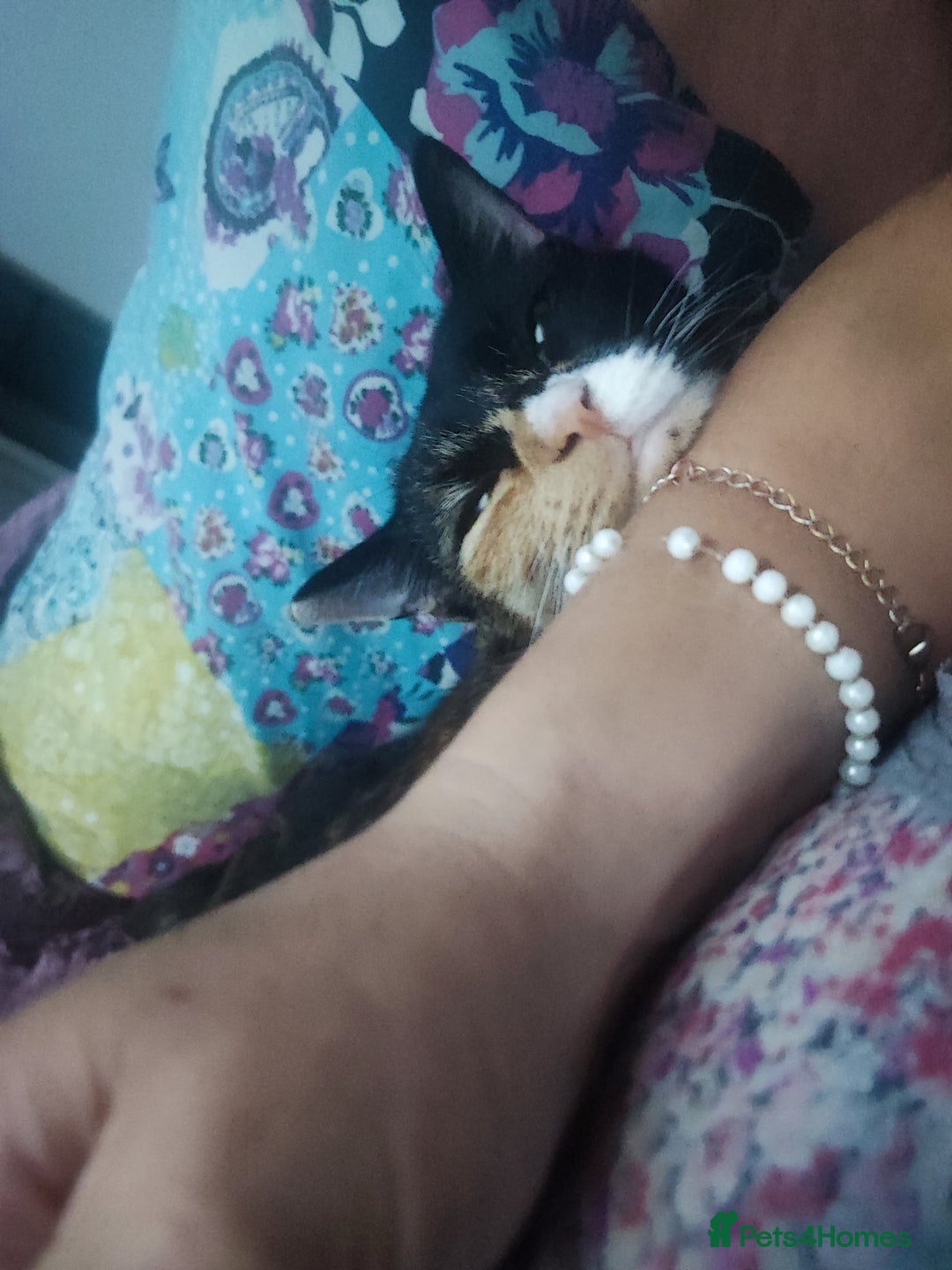 Domestic Shorthair cats for sale: 2-year-old female cat with a beautiful calico coat - Image 4