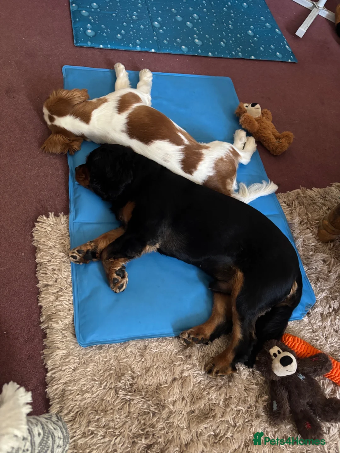 Cavalier King Charles Spaniel dogs for sale: King Charles cavalier heartbreaking sale in Eastleigh - Advert 1
