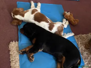Cavalier King Charles Spaniel dogs King Charles cavalier one boy one girl - Advert 1