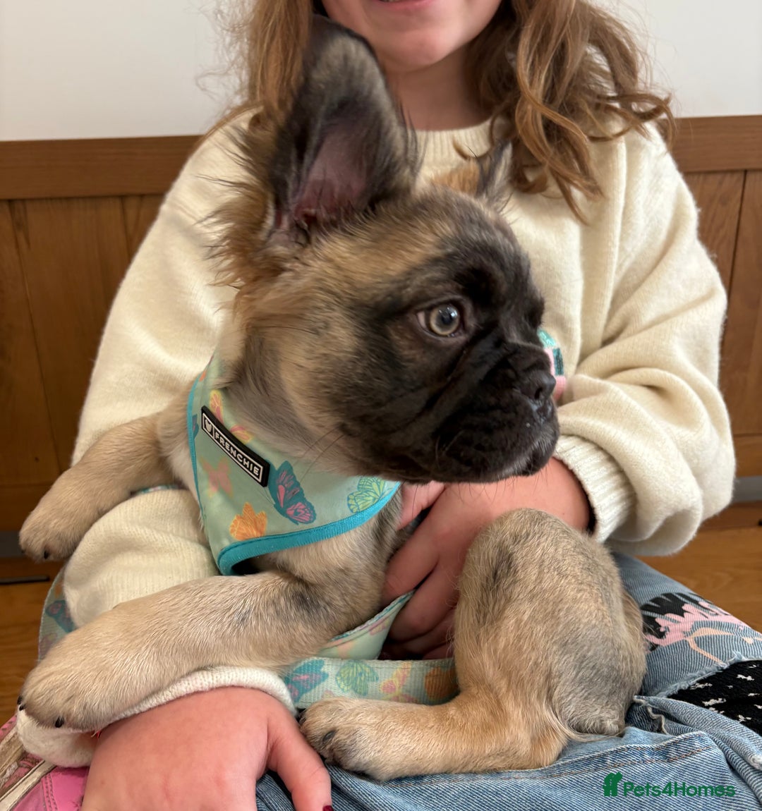 French Bulldog dogs for sale:  Fluffy Frenchie 🧸 - Advert 7