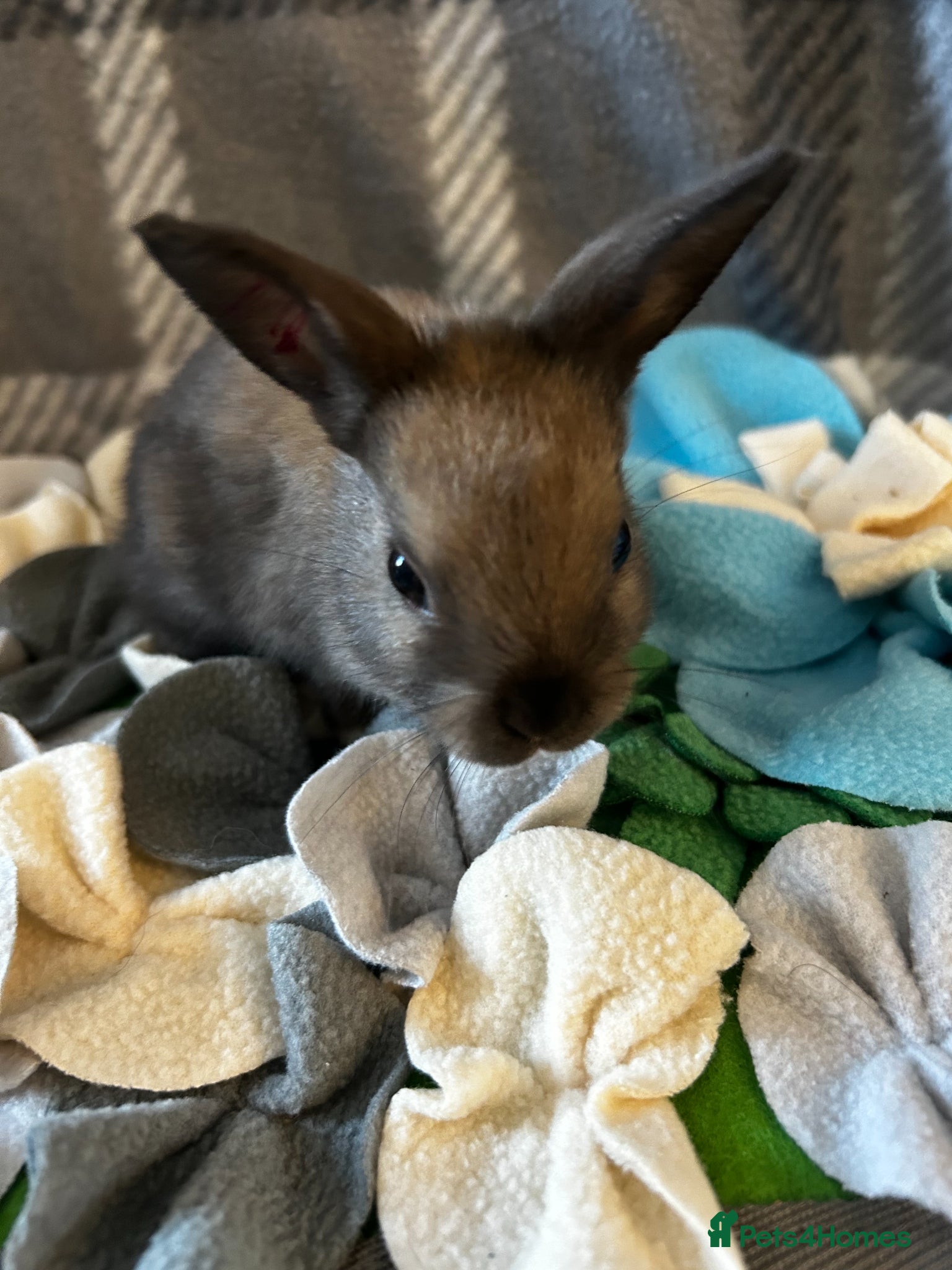 Mixed Breed rabbits for sale: Adorable baby rabbits ready for sale now - Advert 11