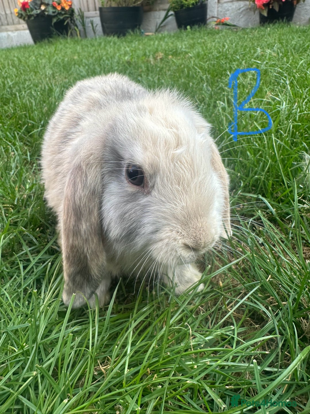 Mini Lop rabbits for sale: Mini Lop Rabbits For Sale  - Image 10