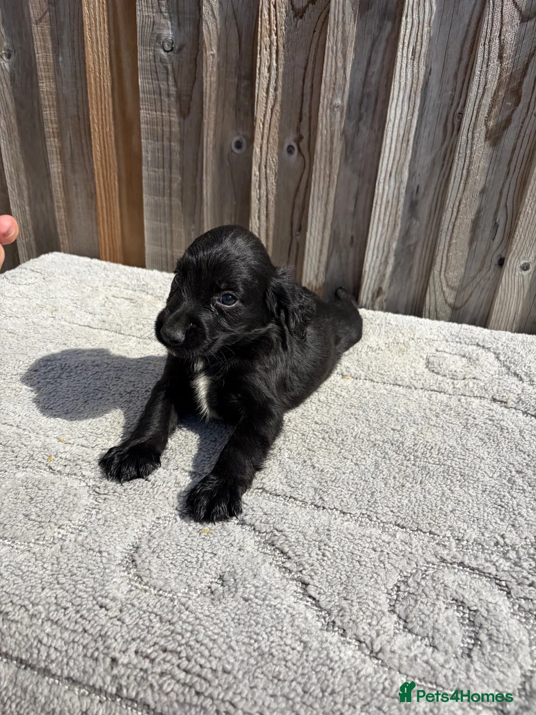 Sprocker dogs for sale: 8 beautiful sprocker spaniels  in Tonbridge - Advert 14