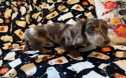 Miniature Dachshund dogs for sale: Adorable Longhaired Miniature Dachshund Puppies - Image 13