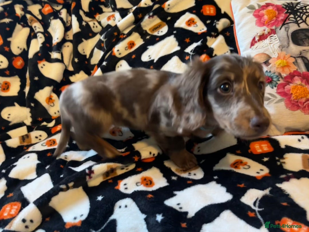 Miniature Dachshund dogs for sale: Adorable Longhaired Miniature Dachshund Puppies - Image 13