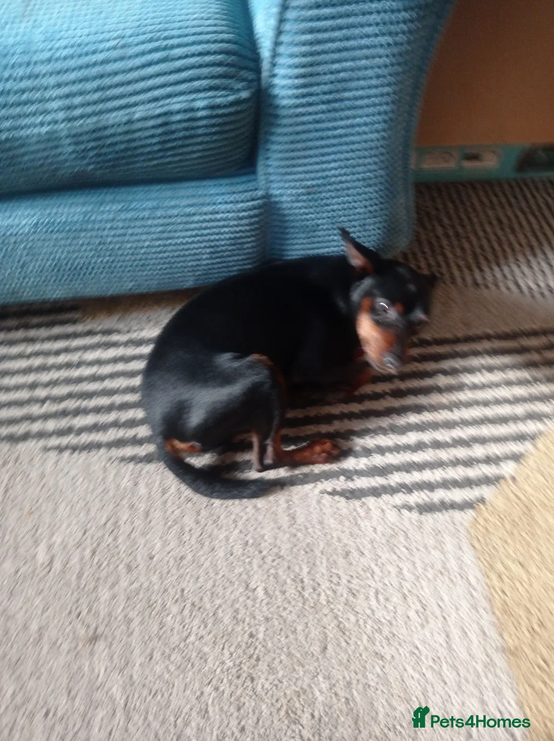 Miniature Pinscher dogs for stud: Kc registered male miniature pinsher stud - Advert 13