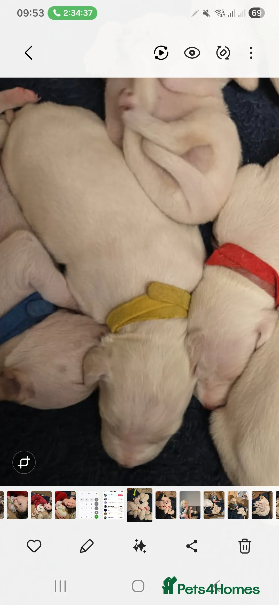 Mixed Breed dogs for sale: English pointer cross saluki/greyhound  - Advert 39