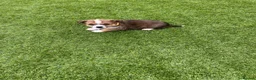 Jack Russell dogs for sale: 7 beautiful jack Russel puppies for sale - Advert 15