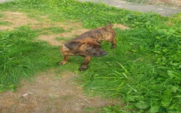 Mixed Breed dogs for sale: Presa canario Cross American bully  - Image 5