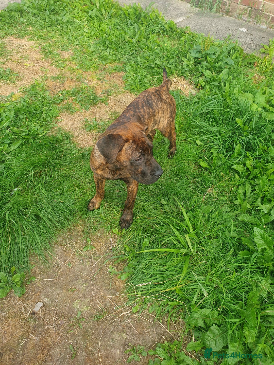Mixed Breed dogs for sale: Presa canario Cross American bully  - Image 5