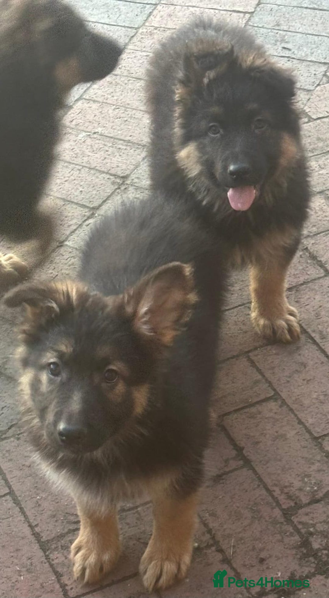 German Shepherd dogs for sale: Kc registered German Shepard pups - Advert 4