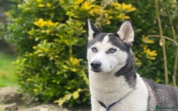 Siberian Husky dogs for sale: Two beautiful husky for rehoming  - Image 7