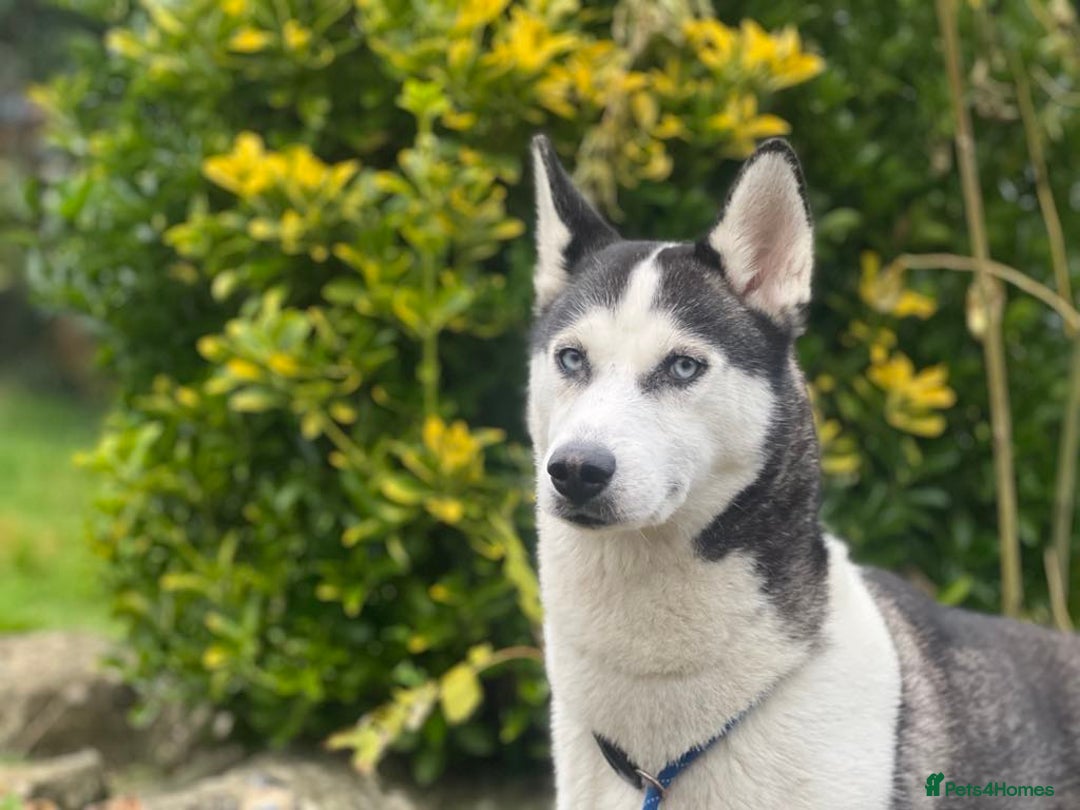 Siberian Husky dogs for sale: Two beautiful husky for rehoming  - Image 7