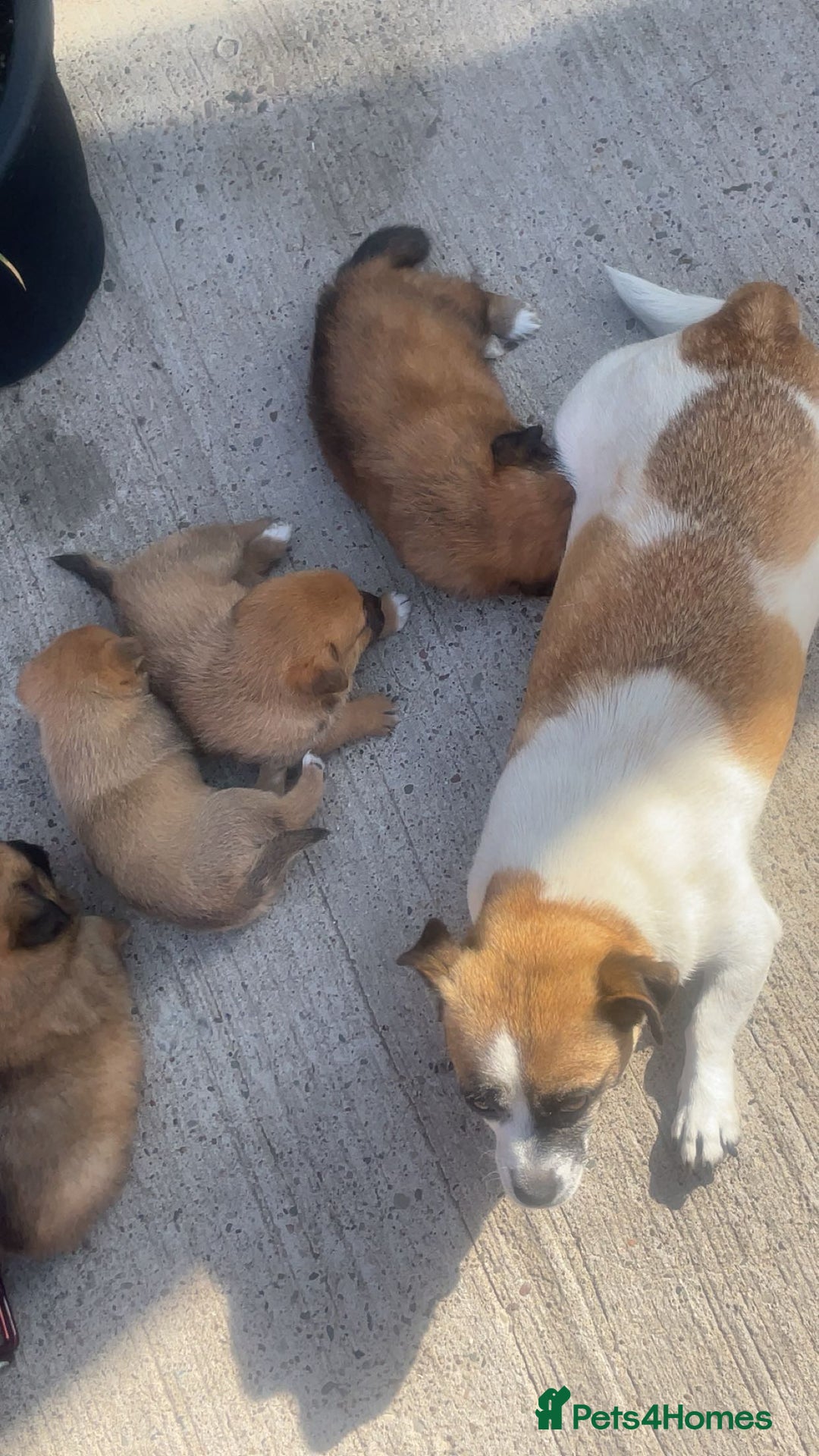 Mixed Breed dogs for sale: Jack Russell cross Pomeranian puppys  - Image 7