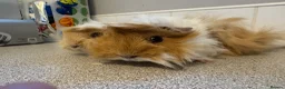 Guinea Pig rodents for sale: Two gorgeous fluffy female piggies  - Advert 4