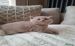 British Shorthair cats for sale: TOP QUALITY CHAMPION🏆 BRITISH SHORTHAIR KITTENS in Swadlincote - Image 2