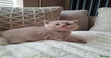 British Shorthair cats in Swadlincote - Advert 6
