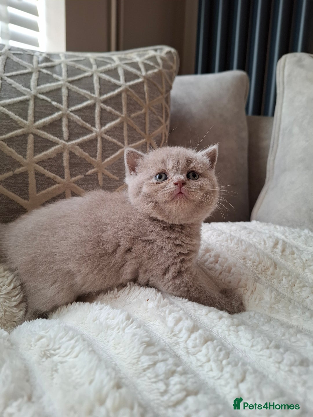 British Shorthair cats for sale: TOP QUALITY CHAMPION🏆 BRITISH SHORTHAIR KITTENS in Swadlincote - Image 2