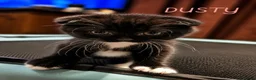 Mixed Breed cats for sale: Scottish Fold & Scottish straight Cross kittens  in Antrim - Advert 15