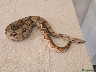 Boa Snake reptiles - Advert 11
