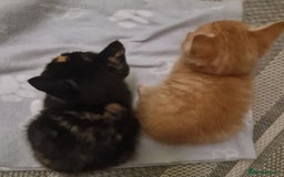 Bengal cats for sale: ** Stunning 😍 2 kittens left ** - Advert 4