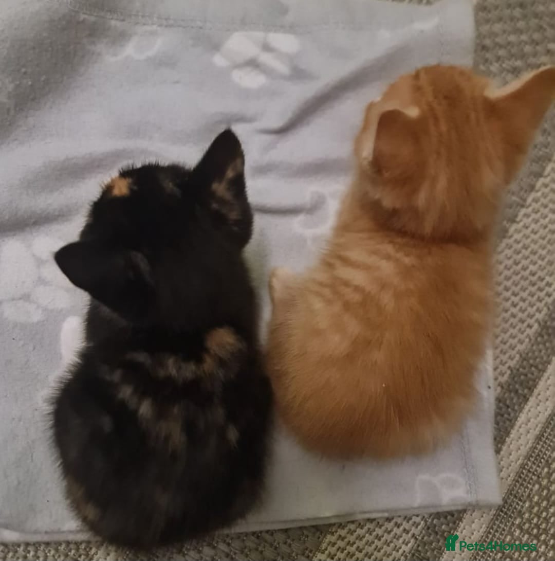 Bengal cats for sale: ** Stunning 😍 2 kittens left ** - Advert 4