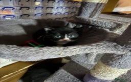 Mixed Breed cats for sale: Black and white kittens - Image 12