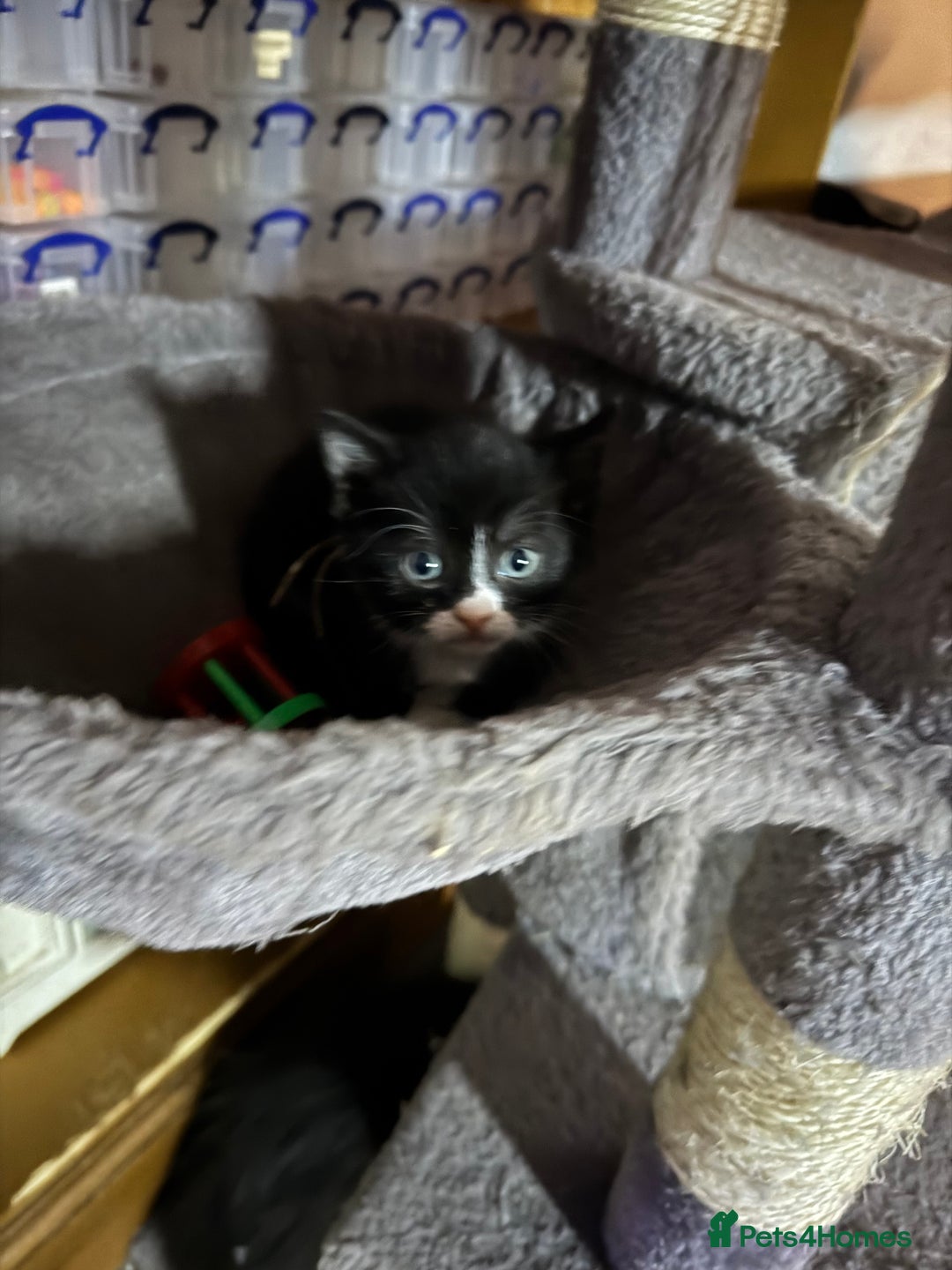 Mixed Breed cats for sale: Black and white kittens - Image 12