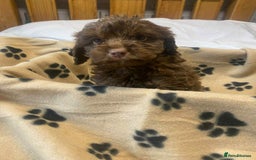 Cockapoo dogs for sale: Gorgeous litter of F1b cockapoos - Advert 4