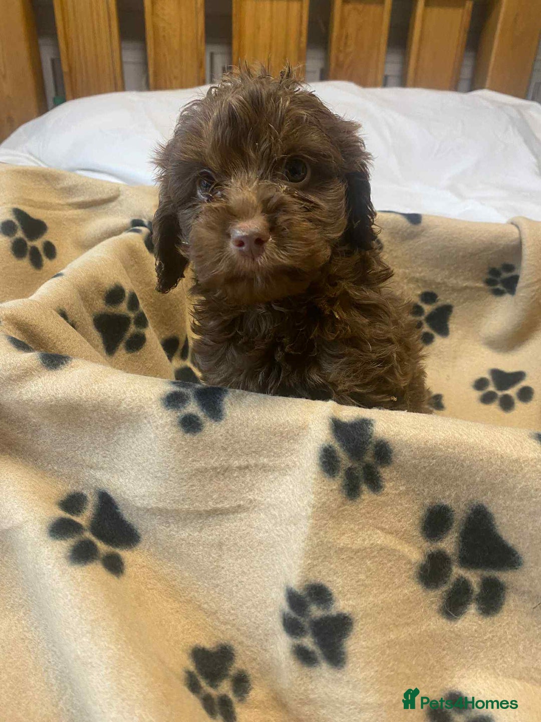 Cockapoo dogs for sale: Gorgeous litter of F1b cockapoos - Advert 4