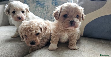 Mixed Breed dogs - Advert 9