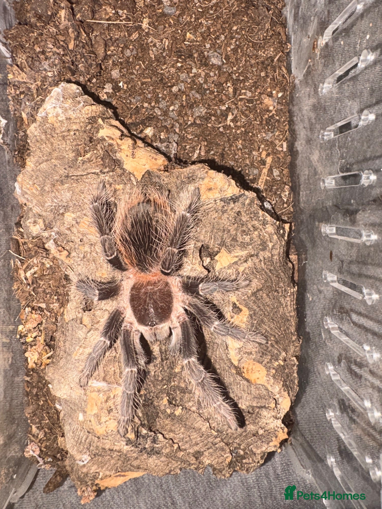 Tarantulas invertebrates Collection of Ts for sale - Advert 12