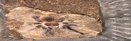 Tarantulas invertebrates for sale: Collection of Ts for sale - Advert 1