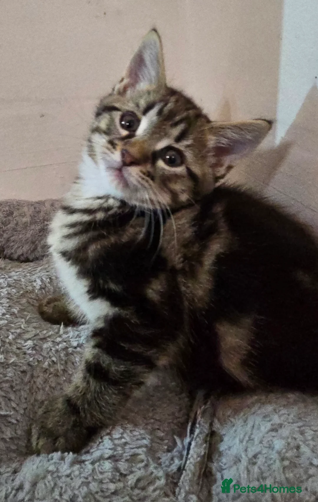 Maine Coon cats for sale: 7 beautiful Maine Coon X - Advert 10