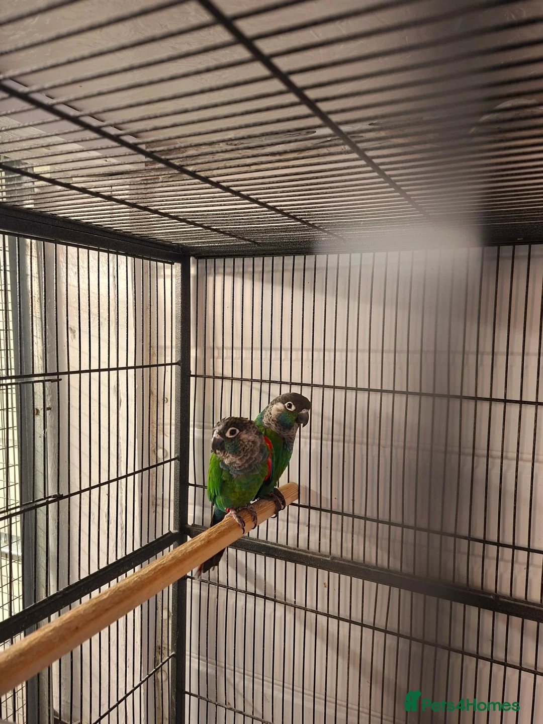 Conures birds for sale: Pearly conure bonded pair  - Advert 2
