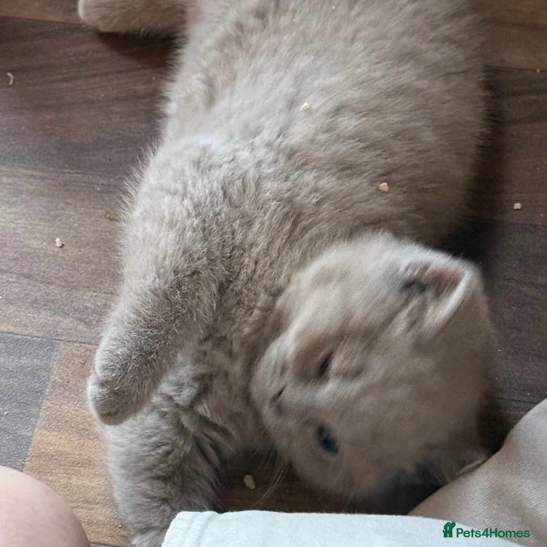 British Shorthair cats for sale: Beautiful lilac BSH GCCF-price can be negotiable  - Advert 2