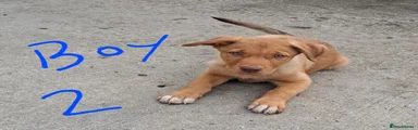 Mixed Breed 2