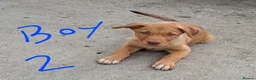 Mixed Breed dogs for sale: Kelpie x Collie puppies - Advert 6