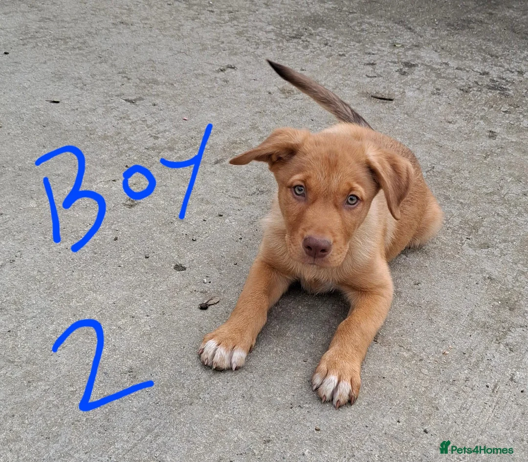 Mixed Breed dogs for sale: Kelpie x Collie puppies - Advert 6