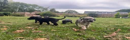 Mixed Breed dogs for sale: Bedlington Whippet Puppies 🐶🐾🐾 - Advert 19
