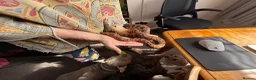 Boa Snake reptiles for sale: Brazilian Rainbow Boa - Advert 3