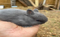 Netherland Dwarf rabbits for sale: Rare Colour purebred Netherland Dwarf  - Image 11
