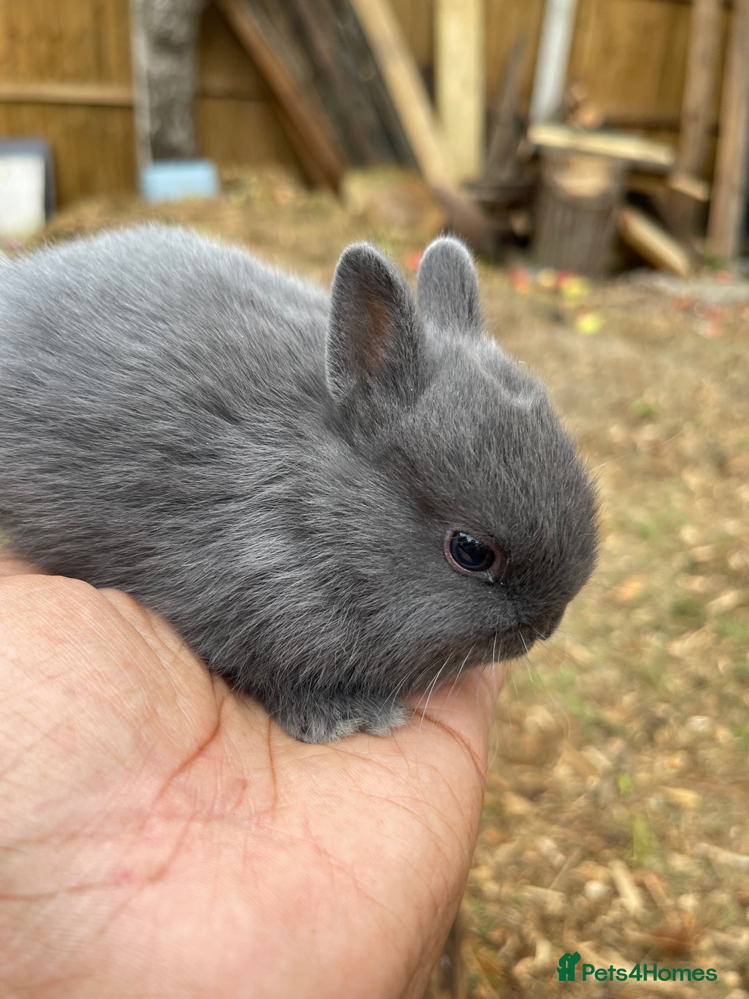 Netherland Dwarf rabbits for sale: Rare Colour purebred Netherland Dwarf  - Image 11