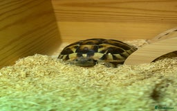 Tortoise reptiles for sale: Tortoise - Image 3