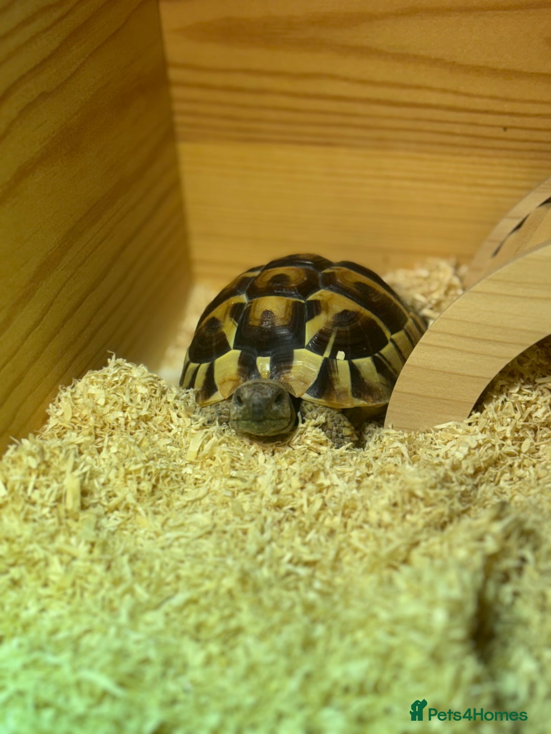 Tortoise reptiles for sale: Tortoise - Image 3