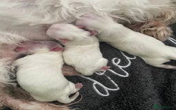 Maltese dogs for sale: Stunning  Maltese  - Image 8