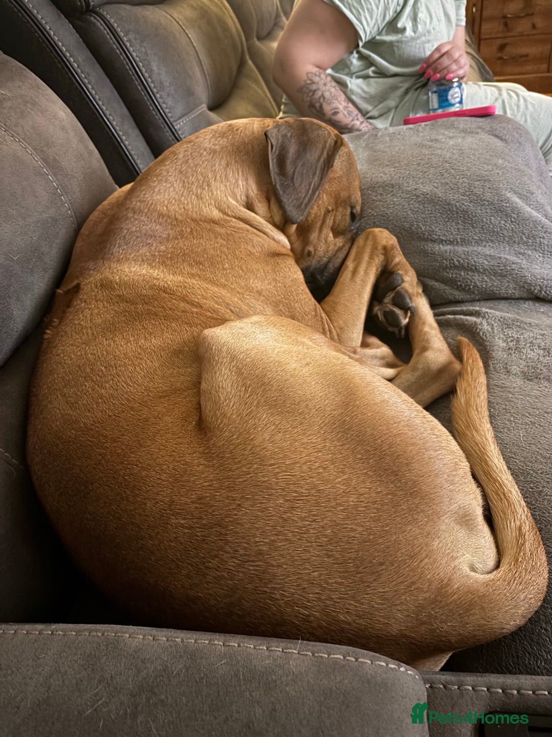 Rhodesian Ridgeback dogs for stud: Rhodesian Ridgeback - Advert 12