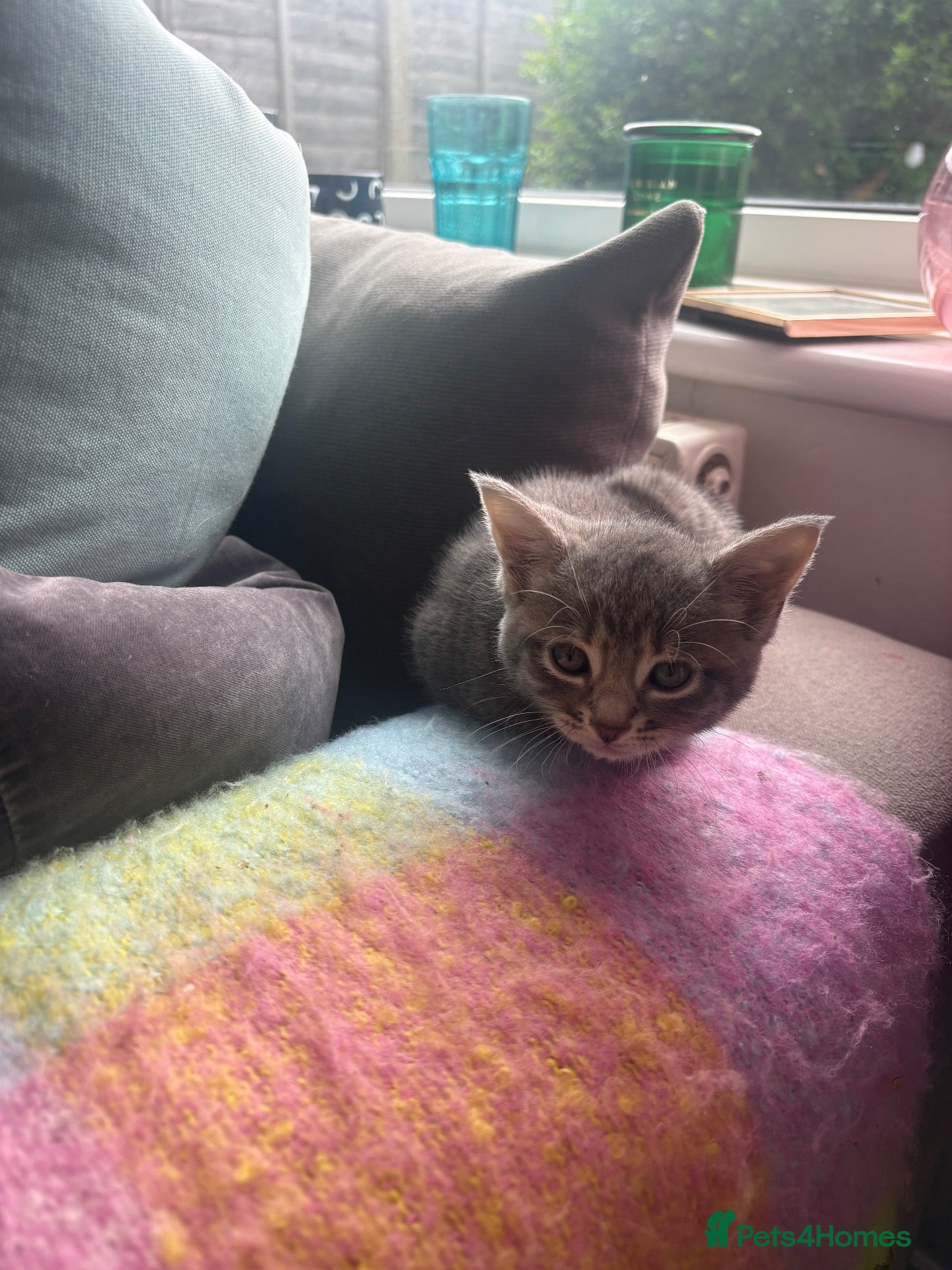 Mixed Breed cats Silver/grey tabby female - Advert 1