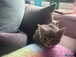 Mixed Breed cats Silver/grey tabby female - Advert 1